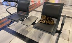 Eskişehir Tren İstasyonu’nun Sevimli Misafirleri: Kediler Yolcuların İlgi Odağı!