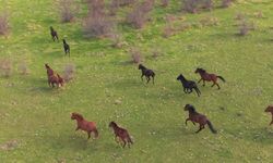 Kırsal Alanda Çekilen Yılkı Atları Şölen Oluşturdu!