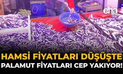 Hamsi Fiyatları Düşüşte, Palamut Fiyatları Cep Yakıyor!