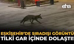 Eskişehir'de Sıradışı Görüntü: Tilki Gar İçinde Dolaştı!