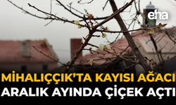 Mihalıççık’ta Kayısı Ağacı Aralık Ayında Çiçek Açtı