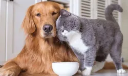 Evcil Hayvanlarda Mikroçip Uygulamasında Son Tarih Yaklaşıyor