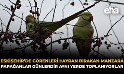 Eskişehir’de Görenleri Hayran Bırakan Manzara: Papağanlar Günlerdir Aynı Yerde Toplanıyorlar