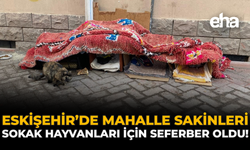 Eskişehir'de Mahalle Sakinleri Sokak Hayvanları İçin Seferber Oldu!