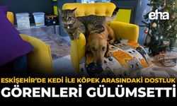 Eskişehir'de Kedi ile Köpek Arasındaki Dostluk Görenleri Gülümsetti