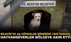 Bilecik'te Aç Köpeklerin Birbirini Yediği İddiası: Hayvanseverler Bölgeye Akın Etti