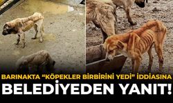 Barınakta “Köpekler Birbirini Yedi” İddiasına Belediyeden Yanıt!