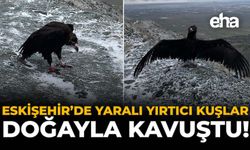 Eskişehir’de Yaralı Yırtıcı Kuşlar Doğaya Kavuştu!