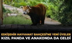 Eskişehir Hayvanat Bahçesi’ne Yeni Üyeler: Kızıl Panda ve Anakonda da Geldi