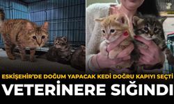 Eskişehir'de Doğum Yapacak Kedi Doğru Kapıyı Seçti: Veterinere Sığındı