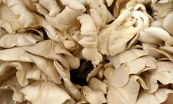 Pazarların Yeni Gözdesi: Markette 10 Kat Pahalıya Satılıyor