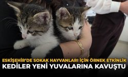 Eskişehir’de Sokak Hayvanları İçin Örnek Etkinlik: Kediler Yeni Yuvalarına Kavuştu