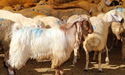 KURBAN BAYRAMI NE ZAMAN 2026? Kurban Bayramı tatili kaç gün, 9 güne uzatıldı mı? Bayrama kaç gün kaldı?