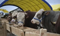 2026 Kurbanlık Fiyatları Cep Yakacak: En Ucuz ve En Pahalı Kurbanlıklar Bu Fiyattan Satılacak