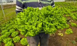 Eskişehir'de Marulun Tarladan Tezgaha Fiyatı 7'ye Katlandı: Aradaki Farkı Alan Kim?