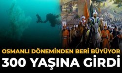 Osmanlı Döneminden Beri Büyüyor: 300 Yaşına Girdi