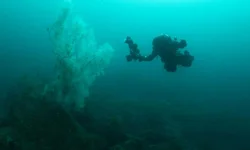 Osmanlı Döneminden Beri Büyüyor: 300 Yaşına Girdi