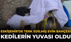 Eskişehir'de Terk Edilmiş Evin Bahçesi Kedilerin Yuvası Oldu