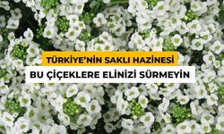 Bu Çiçeği Koparmanın Cezası 699 Bin TL: 17 Tür Birden Yetişiyor