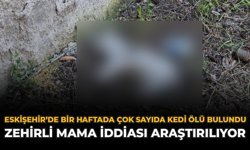 Eskişehir'de Bir Haftada Çok Sayıda Kedi Ölü Bulundu: Zehirli Mama İddiası Araştırılıyor