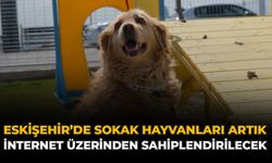 Eskişehir’de Sokak Hayvanları Artık İnternet Üzerinden Sahiplendirilecek