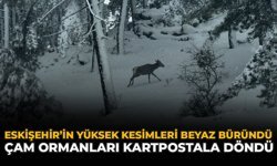 Eskişehir’in Yüksek Kesimleri Beyaza Büründü: Çam Ormanları Kartpostala Döndü