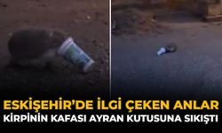 Eskişehir'de İlgi Çeken Anlar: Kirpinin Kafası Ayran Kutusuna Sıkıştı