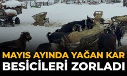 Mayıs Ayında Yağan Kar Besicileri Zorladı