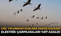 Göç Yolundaki Kuşlara OEDAŞ Kalkanı: Elektrik Çarpılmaları %97 Azaldı!