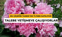 Tanesi 150 TL'ye Satılıyor: Sert Kışı Olan Şehirlerde Altına Dönüşüyor