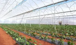 Çiftçiye Bayram Geldi: 400 Bin Üretici 2 Yıl Taksit Ödemeden Destek Alacak