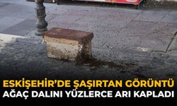 Eskişehir'de Şaşırtan Görüntü: Ağaç Dalını Yüzlerce Arı Kapladı