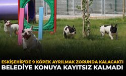 Eskişehir’de 9 Köpek Ayrılmak Zorunda Kalacaktı: Belediye Konuya Kayıtsız Kalmadı