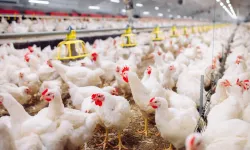 4 Tavuk Firmasının Kayyumu Kaldırıldı: O Şirketler Açıklandı