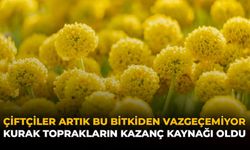 Çiftçiler Artık Bu Bitkiden Vazgeçemiyor: Kurak Toprakların Gelir Kaynağı Oldu
