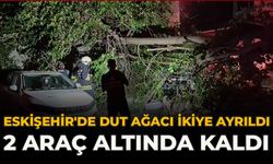 Eskişehir'de Dut Ağacı İkiye Ayrıldı: 2 Araç Altında Kaldı