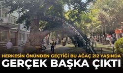 En Yaşlı Sanılan Çınar 212 Yaşında: Asıl Rekortmen Başka Çıktı