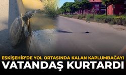 Eskişehir'de Yol Ortasında Kalan Kaplumbağayı Vatandaş Kurtardı