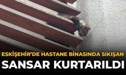 Eskişehir'de Hastane Binasında Sıkışan Sansar Kurtarıldı