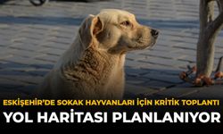 Eskişehir'de Sokak Hayvanları İçin Kritik Toplantı: Yol Haritası Planlanıyor