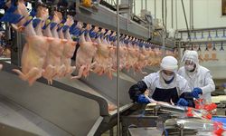 Tavuk Şirketlerine Operasyon: 8 İlde 32 Kişi Gözaltına Alındı