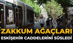 Zakkum Ağaçları Eskişehir Caddelerini Süsledi