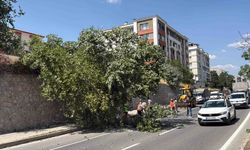 Eskişehir'de Devrilen Ağaç, Yolu Trafiğe Kapattı