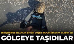 Eskişehir'de Sıcaktan Bitkin Düşen Kaplumbağaya Yardım Eli: Gölgeye Taşıdılar
