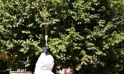 Tepebaşı'nda Parklardaki Ağaçları İlaçlama Çalışmaları Sürüyor