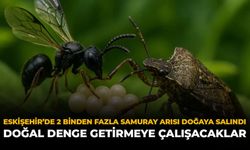 Eskişehir’de 2 Binden Fazla Samuray Arısı Doğaya Salındı: Doğal Denge Getirmeye Çalışacaklar
