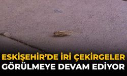 Eskişehir'de İri Çekirgeler Görülmeye Devam Ediyor