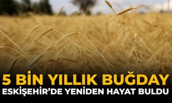 5 Bin Yıllık Buğday Eskişehir'de Yeniden Hayat Buldu
