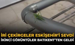 İri Çekirgeler Eskişehir'i Sevdi: İkinci Görüntüler Batıkent'ten Geldi