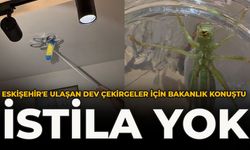 Eskişehir'e Ulaşan Dev Çekirgeler İçin Bakanlık Konuştu: İstila Yok